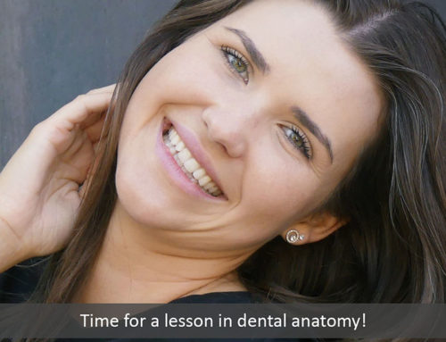 Time for a Lesson in Dental Anatomy!